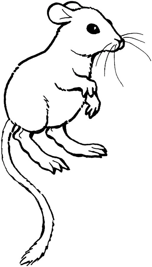 Coloring book modest rat asks for food